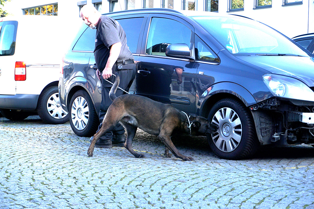 Ein Polizeihund kontrolliert ein Fahrzeug. 